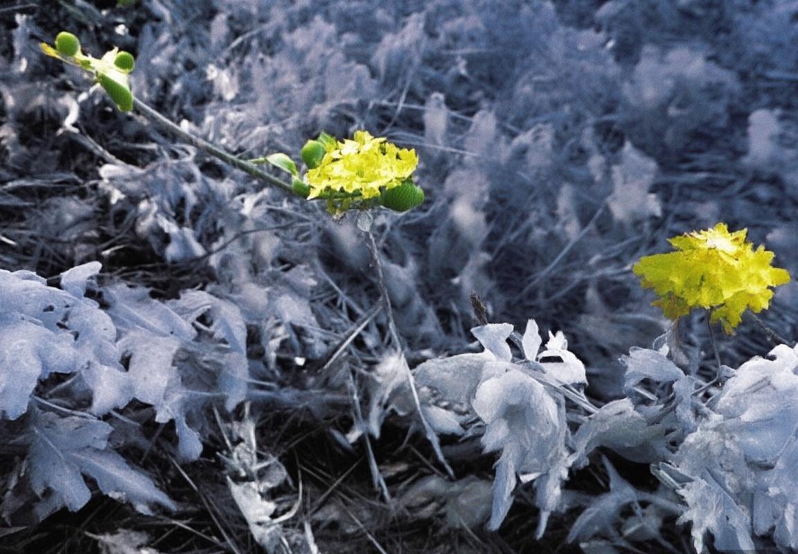 阿根廷伊朗巅峰对决：足球文化盛宴与历史恩怨交织(图1)